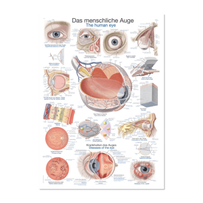 Lehrtafel "Das Auge"