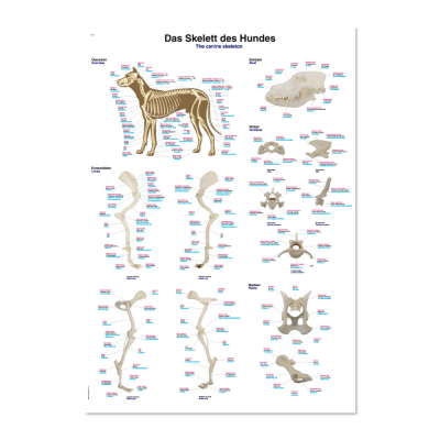 Lehrtafel "Skelett des Hundes"