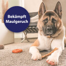 Canosept Zahnpflegespray f&uuml;r Hunde, 100 ml