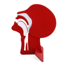 Laerdal Kopfschnittmodell, Demonstrationskopf zur Lehrvorf&uuml;hrung
