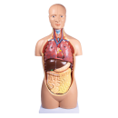 Erler-Zimmer Anatomie Torso-Modell, geschlechtslos, 12 Teile