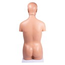 Erler-Zimmer Anatomie Torso-Modell, geschlechtslos, 12 Teile