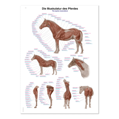 Lehrtafel "Die Muskulatur des Pferdes", 70 x 100 cm