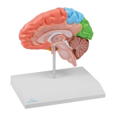 Erler-Zimmer Gehirnhälfte Modell, lebensgroß