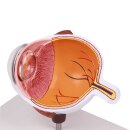 Erler-Zimmer Augenhälfte Modell, vergrößert