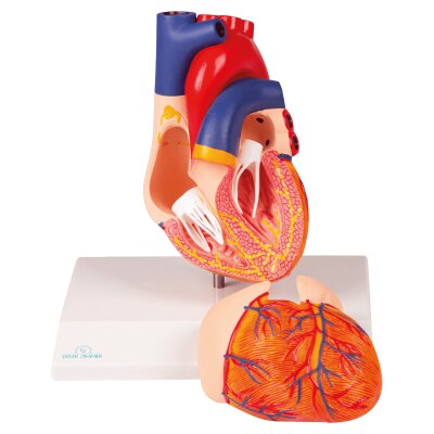 Erler-Zimmer Herzmodell mit Reizleitungssystem, 2-teilig