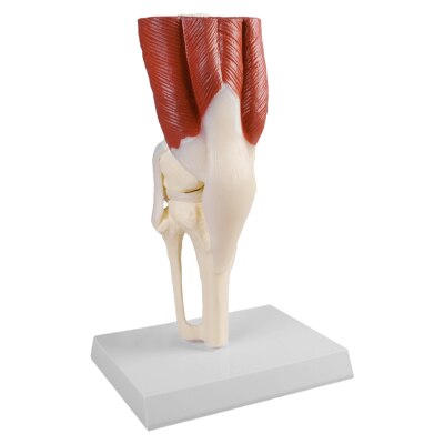Erler-Zimmer Kniegelenk-Modell mit Muskulatur, natürliche Größe