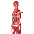 Erler-Zimmer Muskelfigur, 30 Teile, 85 cm