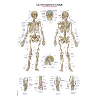 Lehrtafel "Das menschliche Skelett" | groß, 70 x 100 cm