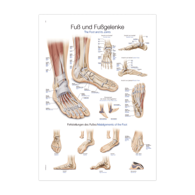 Erler-Zimmer Lehrtafel "Fuß und Fußgelenke"