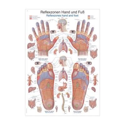Lehrtafel "Reflexzonen Hand und Fuß"