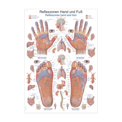 Lehrtafel "Reflexzonen Hand und Fuß"