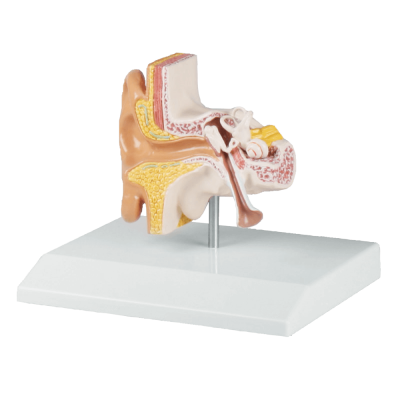 Erler Zimmer Ohrmodell, 1,5-fache Größe - EZ Anatomy