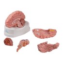 Erler-Zimmer anatomisches Gehirnmodell