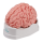 Erler-Zimmer anatomisches Gehirnmodell