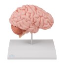 Erler Zimmer anatomische Gehirnh&auml;lfte