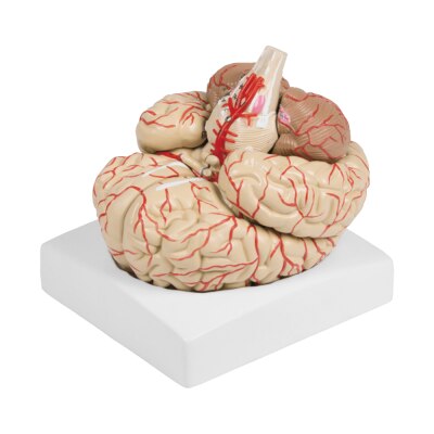 Erler-Zimmer Gehirnmodell mit Arterien