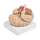 Erler-Zimmer Gehirnmodell mit Arterien
