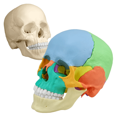 Osteopathie-Schädelmodell, 22 Teile, anatomische / didaktische Ausführung