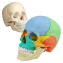 Osteopathie-Sch&auml;delmodell, 22 Teile, anatomische / didaktische Ausf&uuml;hrung