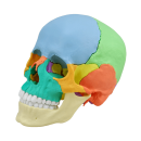 Osteopathie-Sch&auml;delmodell, 22 Teile, anatomische / didaktische Ausf&uuml;hrung