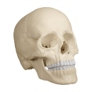 Osteopathie-Schädelmodell, 22 Teile, anatomische / didaktische Ausführung