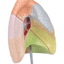 Erler-Zimmer Didaktisches Lungenmodell, lebensgro&szlig;