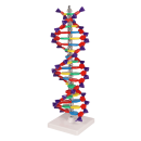 Erler-Zimmer DNA Doppelhelix, Bausatz zum Selbstbau