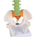 Erler-Zimmer Flexible Miniaturwirbels&auml;ule, didaktisch