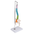 Erler-Zimmer Flexible Miniaturwirbelsäule, didaktisch