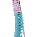 Erler-Zimmer Flexible Miniaturwirbelsäule, didaktisch