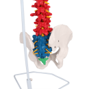 Erler-Zimmer flexible Wirbelsäule, didaktisch