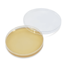 Servoplate Agarplatte Sabouraud 2% Glucose Agar, 20 Stück