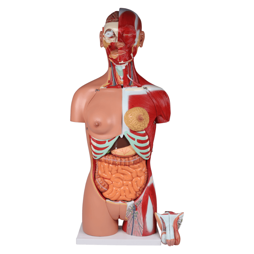 ERLER ZIMMER 人体模型 Erler-Zimmer 2-geschlechtlicher Torso | offener Rücken, 28tlg