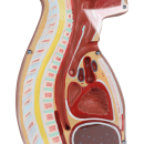 Erler-Zimmer NG &amp; Tracheostomie Torso, lebensgro&szlig;