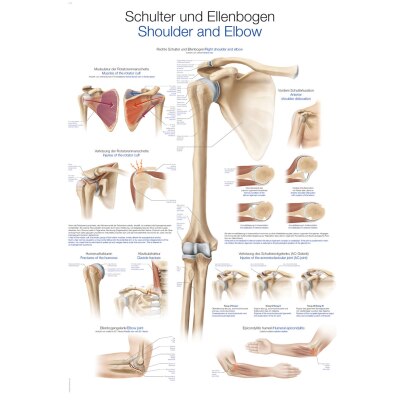 Lehrtafel "Schulter und Ellenbogen", 70 x 100 cm