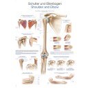 Lehrtafel "Schulter und Ellenbogen", 70 x 100 cm