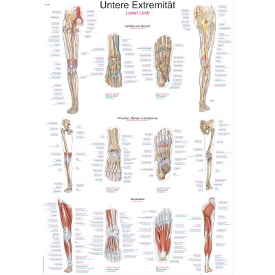 Lehrtafel "Untere Extremität", 70 x 100 cm