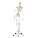 Skelett Hugo, 176 cm