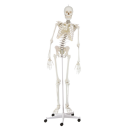 Skelett Hugo mit beweglicher Wirbels&auml;ule, 176 cm