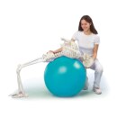 Skelett Hugo mit beweglicher Wirbelsäule, 176 cm