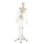 Skelett Hugo mit beweglicher Wirbelsäule, 176 cm