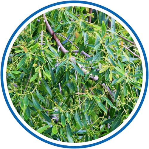 Ätherisches Teebaumöl