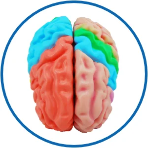 Anatomisches Modell eines menschlichen Gehirns