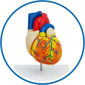 Anatomisches Modell vom menschlichen Herz