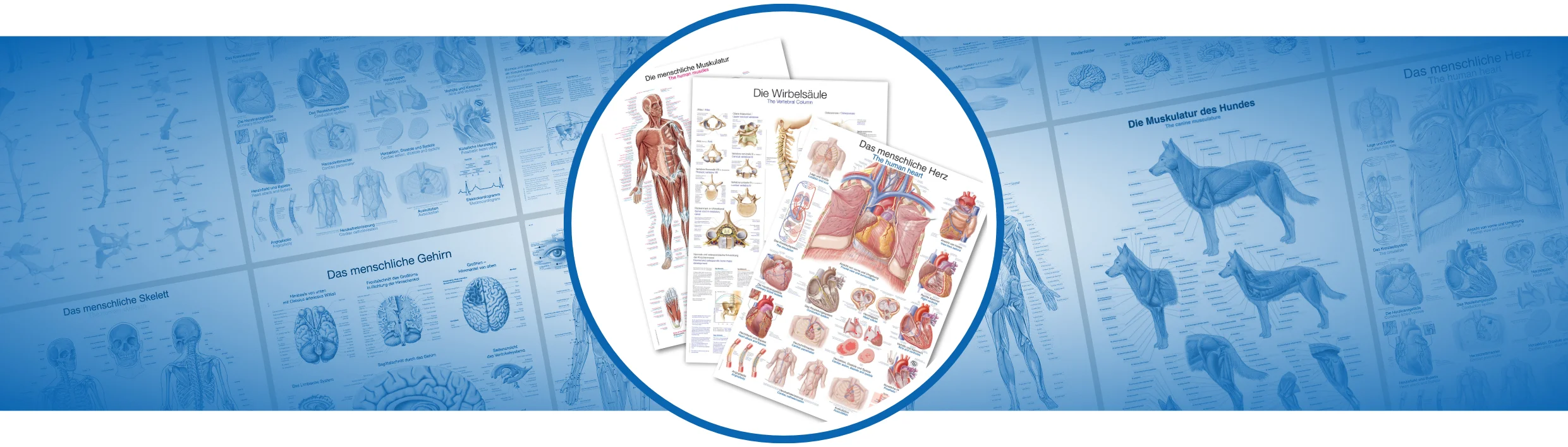 Medzinische Lehrtafeln kaufen bei medplus