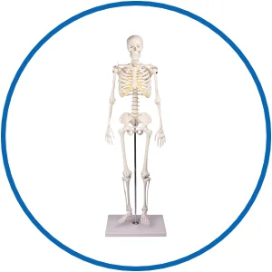 Skelett Modelle in Miniaturgröße