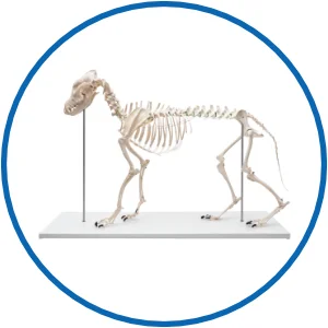 Skelett Modelle für Veterinäre