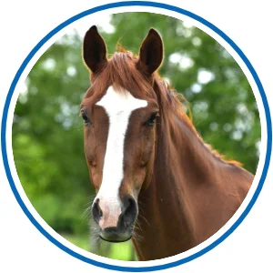 Pferd als Symbol für Pferdeschermaschine