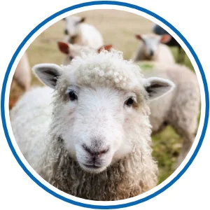 Schaf als Symbolf für Schafschermaschine